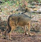 3,50 € Wolfsmanagement Gewachsene Anforderungen aus der Sicht ostsächsischer Jäger Kynologie Termine Schliefenanlagen - LJV Sachsen