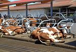 Alles muss raus Stallbau - EIP-Rind