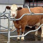 Alles muss raus Stallbau - EIP-Rind