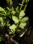 Größere Bestände des Japanischen Reisfeld-Schaumkrauts (Cardamine occulta) an der Rurtalsperre in der Eifel