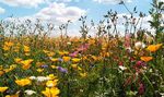 Nr. 35 - Sommerliche Gr&uuml;&szlig;e aus Korntal-M&uuml;nchingen! - Stadt Korntal-M&uuml;nchingen