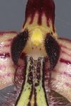 Orchidee Journal der Deutschen Orchideen-Gesellschaft zur Förderung der Orchideenkunde