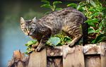 FAQ SARS-COV-2 /COVID-19: WELCHE ROLLE SPIELEN HAUS- UND NUTZTIERE? - OPENAGRAR