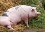 FAQ SARS-COV-2 /COVID-19: WELCHE ROLLE SPIELEN HAUS- UND NUTZTIERE? - OPENAGRAR