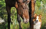 TIERHALTERHAFTPFLICHTVERSICHERUNG - EIN "MUSS" FÜR JEDEN TIERBESITZER! - Dr. Ludwig & Partner