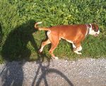 TIERHALTERHAFTPFLICHTVERSICHERUNG - EIN "MUSS" FÜR JEDEN TIERBESITZER! - Dr. Ludwig & Partner