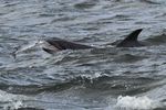 RETTET DEN SCHWEINSWAL - Nachrichten von WDC, Whale and Dolphin Conservation Nr. 1/2021 - Whale & Dolphin Conservation