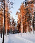 Das echte Winterwunderland - Unsere Reise ins Finnisch Lappland, Kuusamo - Berliner Zeitung Leserreisen