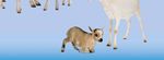 Mondseetagung 2020 - ÖTGD Nutztiertagung Wiederkäuer und Schwein - TGD Tirol