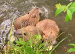 Nutria? Was ist das denn? - Netzwerk Mensch-Tier