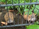 Nutria? Was ist das denn? - Netzwerk Mensch-Tier