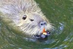 Nutria? Was ist das denn? - Netzwerk Mensch-Tier