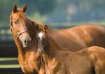 Gewinnen Sie einen Vorsprung - Gain Horse Feeds