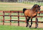 Gewinnen Sie einen Vorsprung - Gain Horse Feeds
