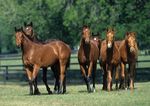 Gewinnen Sie einen Vorsprung - Gain Horse Feeds