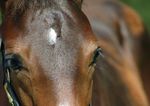 Gewinnen Sie einen Vorsprung - Gain Horse Feeds