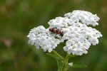 Informationen Natur und Naturschutz im Bezirk Schärding - Natur und Naturschutz im Bezirk Schärding