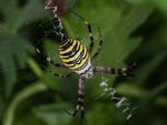 Informationen Natur und Naturschutz im Bezirk Schärding - Natur und Naturschutz im Bezirk Schärding