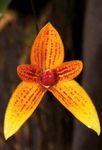 Orchidee Journal der Deutschen Orchideen-Gesellschaft zur Förderung der Orchideenkunde - orchidee.de