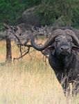 JAGDREISEN WELTWEIT - JAGDJAHR 2020/21 - www.jagdreisen-moldehn.de