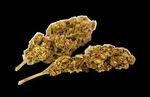 Cannabis - Villa Sch&ouml;pflin