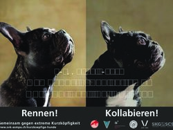 Kampagne gegen extreme Kurzk&ouml;pfigkeit bei Hunden - Pressekonferenz - STVT
