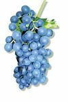 Wein- und Obstbau Empfehlungen - Wir lieben Obst und Wein