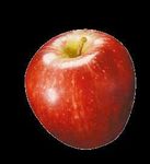 Wein- und Obstbau Empfehlungen - Wir lieben Obst und Wein