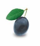 Wein- und Obstbau Empfehlungen - Wir lieben Obst und Wein