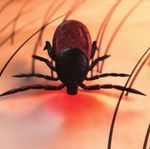 Vorsicht in Wald und Wiesen - mosquito-parasitenschutz.de