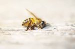 Insekten Im klIma-wandel - Max-Planck ...