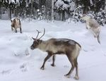 ON ICE - Schwedisch Lappland 2020