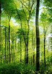 Im Freien zu Hause Terrassen, Zaunsysteme, Gartenh&auml;user 2020 - Inklusive Carports, Becher Holz