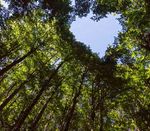 Im Freien zu Hause Terrassen, Zaunsysteme, Gartenh&auml;user 2020 - Inklusive Carports, Becher Holz