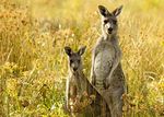 Australien - Down Under - ENTDECKERREISE vom 11. bis 30. November 2019
