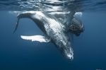 Walbeobachtungen auf La Réunion - Auge in Auge mit Giganten im indischen Ozean - Sense of Travel