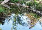 Ein Bach wird aufgewertet - für Ringelnatter, Wasseramsel, Wiesel