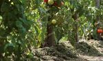 Mulchen Die Erde schonend zudecken - bildungswerk-ktn.at/naturimgarten - Kärntner Bildungswerk