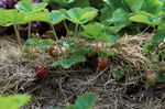 Mulchen Die Erde schonend zudecken - bildungswerk-ktn.at/naturimgarten - Kärntner Bildungswerk