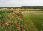Die bio-vegane Landwirtschaft in Deutschland: Definition, Motive und Beratungsbedarf