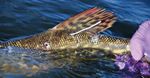 Durch die Krise mit den Augen eines Anglers