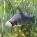 Durch die Krise mit den Augen eines Anglers