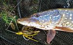 Durch die Krise mit den Augen eines Anglers
