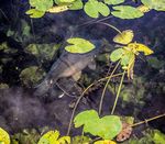 Durch die Krise mit den Augen eines Anglers
