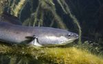 Durch die Krise mit den Augen eines Anglers