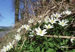 MOBILE MONATSBILD ETTISWIL - Gemeinde Ettiswil