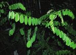 Die Robinie (Robinia pseudoacacia): Verbreitung, Morphologie und Ökologie - EPub Bayreuth
