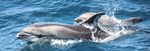 Expedition Wale & Delfine - Erholung am südlichsten Punkt Europas Ostern 2022 - NaturPur Reisen