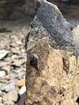 Eine Fossilien-Tour in die Triaszeit Graubündens Excursion paléontologique dans le Trias des Grisons - Parcs
