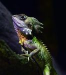 TTrreeffffeerr Oktober 2022 - Reptilien